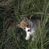 Picture of pembroke corgi puppy sitting in long grass
