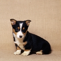 Picture of pembroke corgi puppy sitting