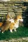 Picture of pembroke corgi puppy standing up with paws on mother
