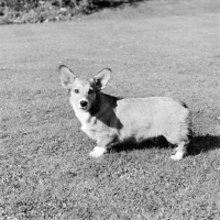 Picture of pembroke corgi puppy