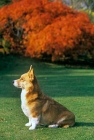 Picture of pembroke corgi sitting by flame bush