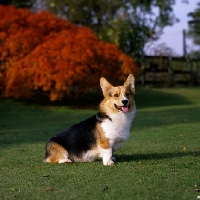 Picture of pembroke corgi sitting in a garden, champion ermyn sugar loaf of lees