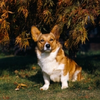 Picture of pembroke corgi sitting under a flame tree