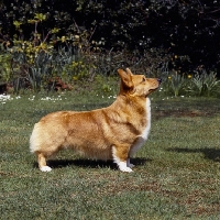 Picture of pembroke corgi standing on grass