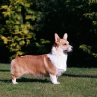 Picture of pembroke corgi standing on grass