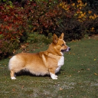 Picture of pembroke corgi standing on grass