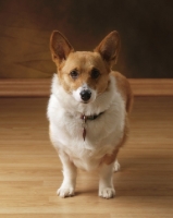 Picture of Pembroke Corgi standing on wooden floor