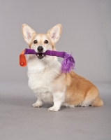 Picture of Pembroke Corgi with toy stick