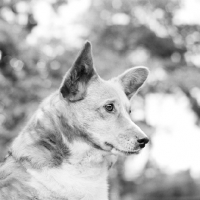 Picture of pembroke welsh corgi head study