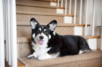 Picture of pembroke welsh corgi lying on stairs