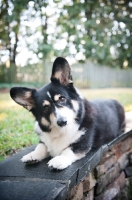 Picture of pembroke welsh Corgi lying on stone wall