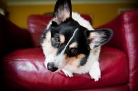 Picture of Pembroke Welsh Corgi on chair