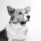 Picture of pembroke welsh corgi, portrait