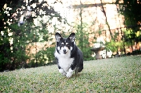 Picture of pembroke welsh corgi running toward camera