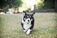 Picture of pembroke welsh corgi running toward camera with tennis ball in mouth