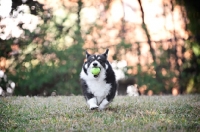 Picture of pembroke welsh corgi running toward camera with tennis ball in mouth