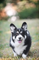 Picture of pembroke welsh corgi walking toward camera