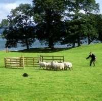 Picture of penning sheep in trials