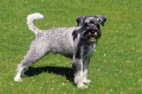 Picture of Pepper Salt Schnauzer