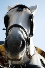 Picture of percheron portrait