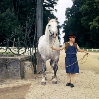 Picture of percheron stallion at gates of haras du pin with french handler