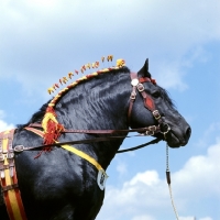 Picture of percheron stallion looking gorgeous, at a show, head study 