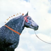 Picture of percheron with decorated mane and rosettes