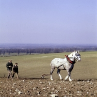 Picture of percheron working with harrow
