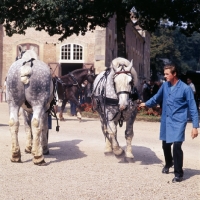 Picture of percherons in preparation for parade at haras du pin