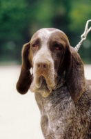 Picture of Perdigero de BurgosSpanish pointer, spanischer Vorstehhund