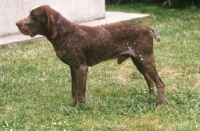 Picture of Perdiguero de Burgos, aka Burgos Pointer