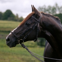 Picture of perfekt, liver chestnut marbach stallion, trakehner x TB at marbach