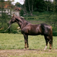 Picture of perfekt, liver chestnut stallion, trakehner x TB, at marbach