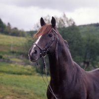 Picture of Perfekt, Marbach stallion,  trakhener x TB,  head and shoulders 