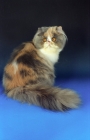 Picture of Persian blue tortie and white cat on blue background