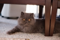 Picture of Persian cat at home