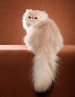 Picture of Persian cat, back view