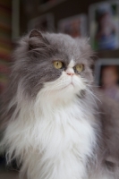Picture of Persian cat looking stern