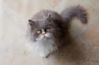 Picture of Persian cat looking up on kitchen tiles