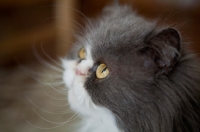 Picture of Persian cat looking up