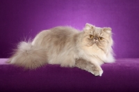 Picture of Persian cat lying on purple background