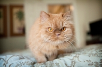 Picture of Persian cat on bed