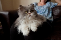 Picture of Persian cat on owner's knee