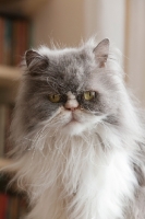 Picture of Persian cat portrait looking down