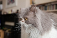 Picture of Persian cat side view