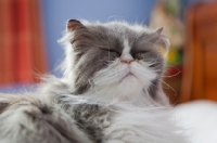 Picture of Persian cat sleeping on bed with head up