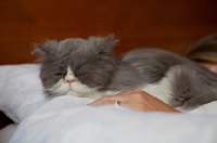 Picture of Persian cat sleeping on bed with owner
