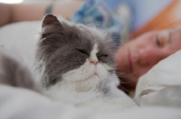Picture of Persian cat sleeping on bed with owner in background