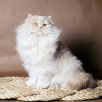 Picture of Persian Champion Wildfell ploughboy, long hair cream cat sitting proudly