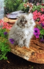 Picture of persian kitten amongst flowers